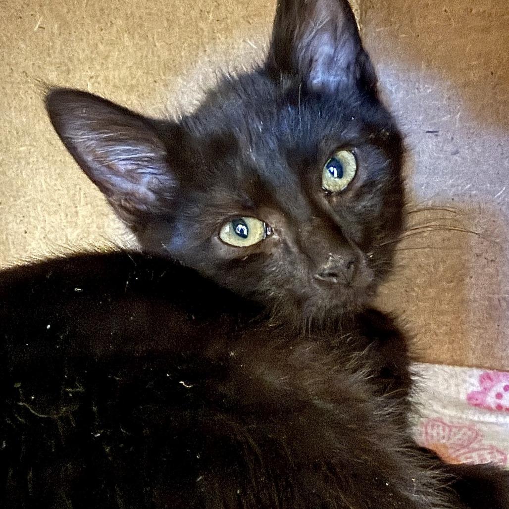 Enlarge Anchovy, a Adoptable Domestic Short Hair in Marshall, VA image 5/5