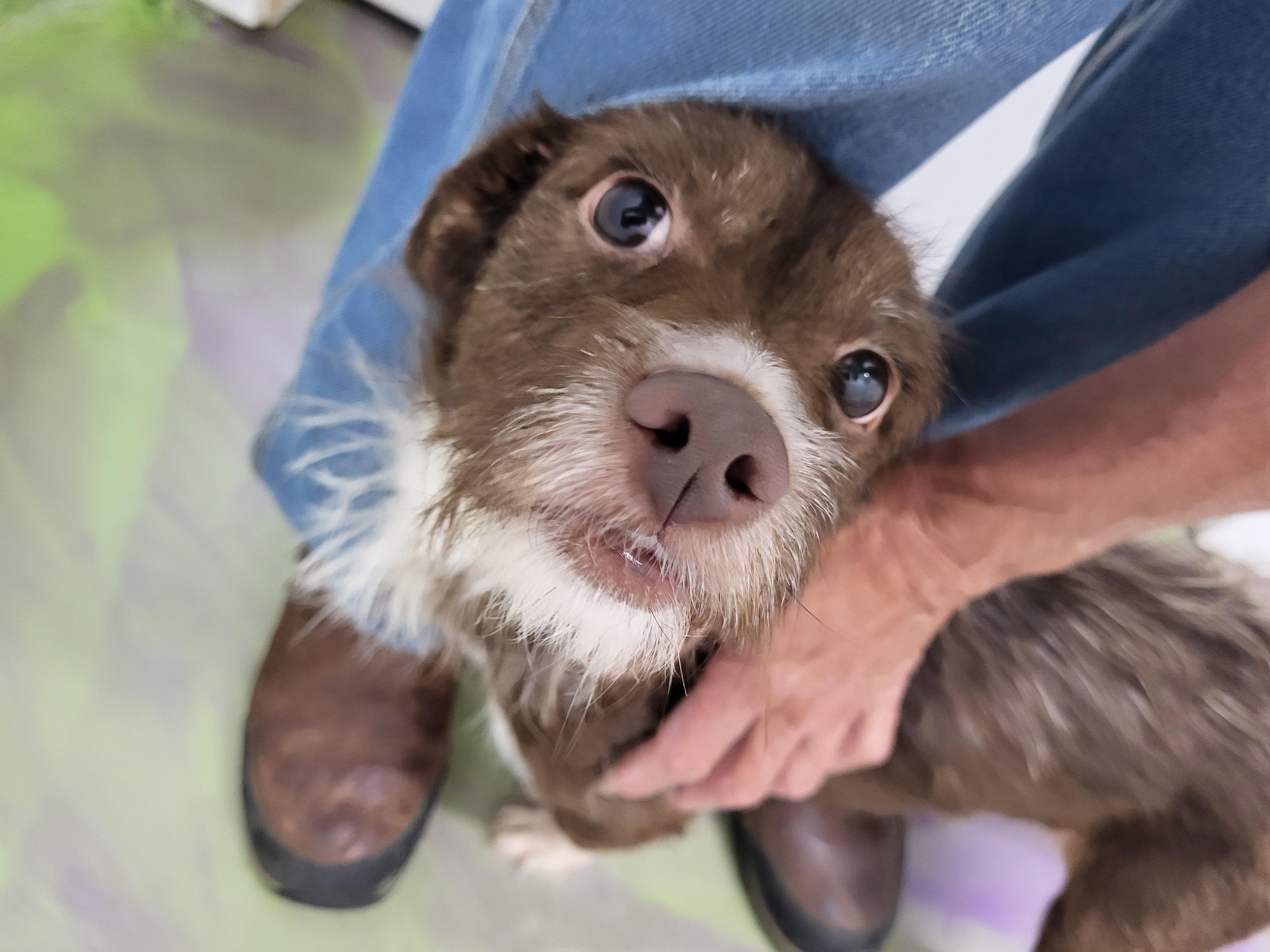Enlarge Ridge, a Adoptable Australian Terrier in Anna, IL image 2/4