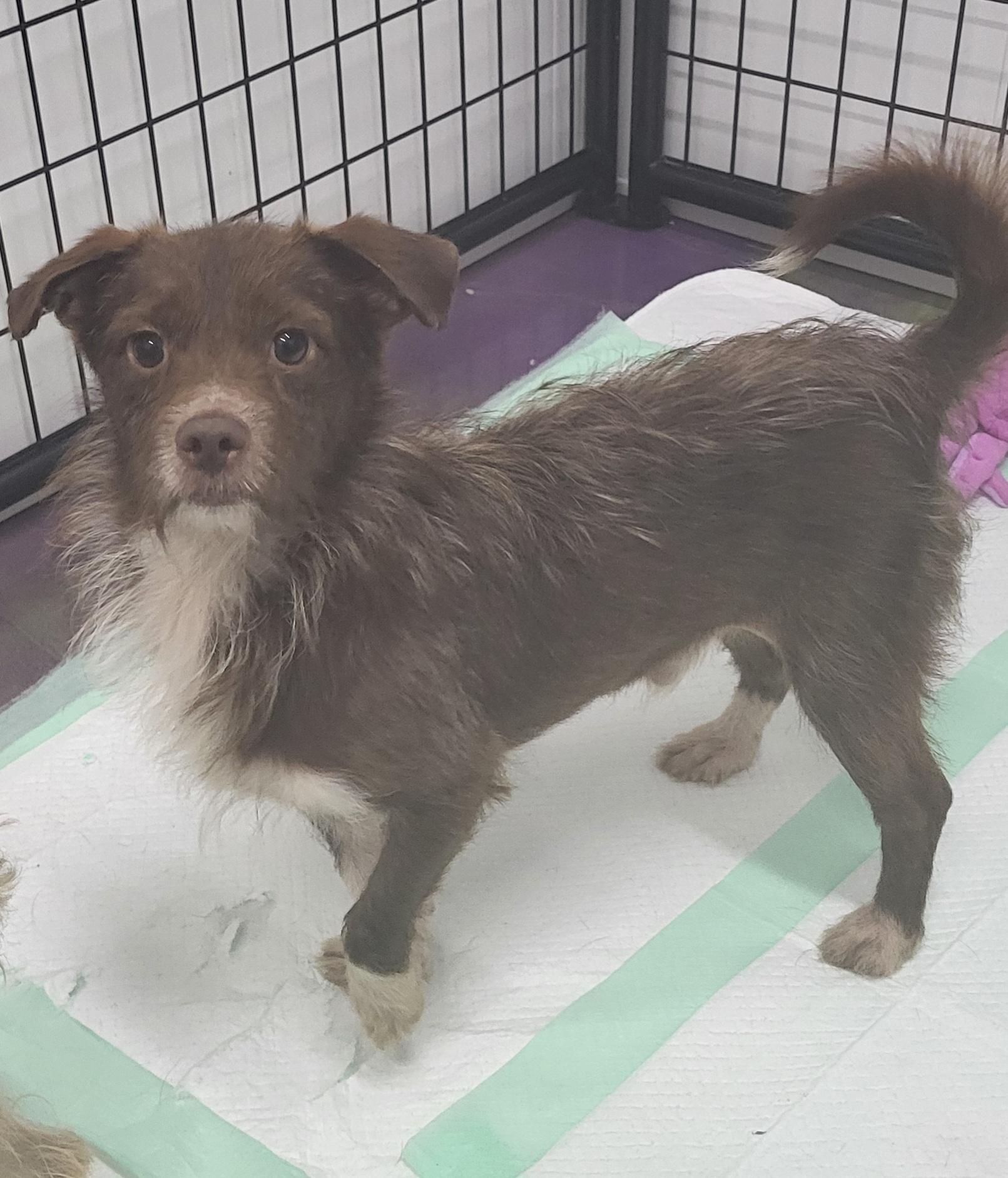 Ridge, Adoptable, Young Male Australian Terrier.