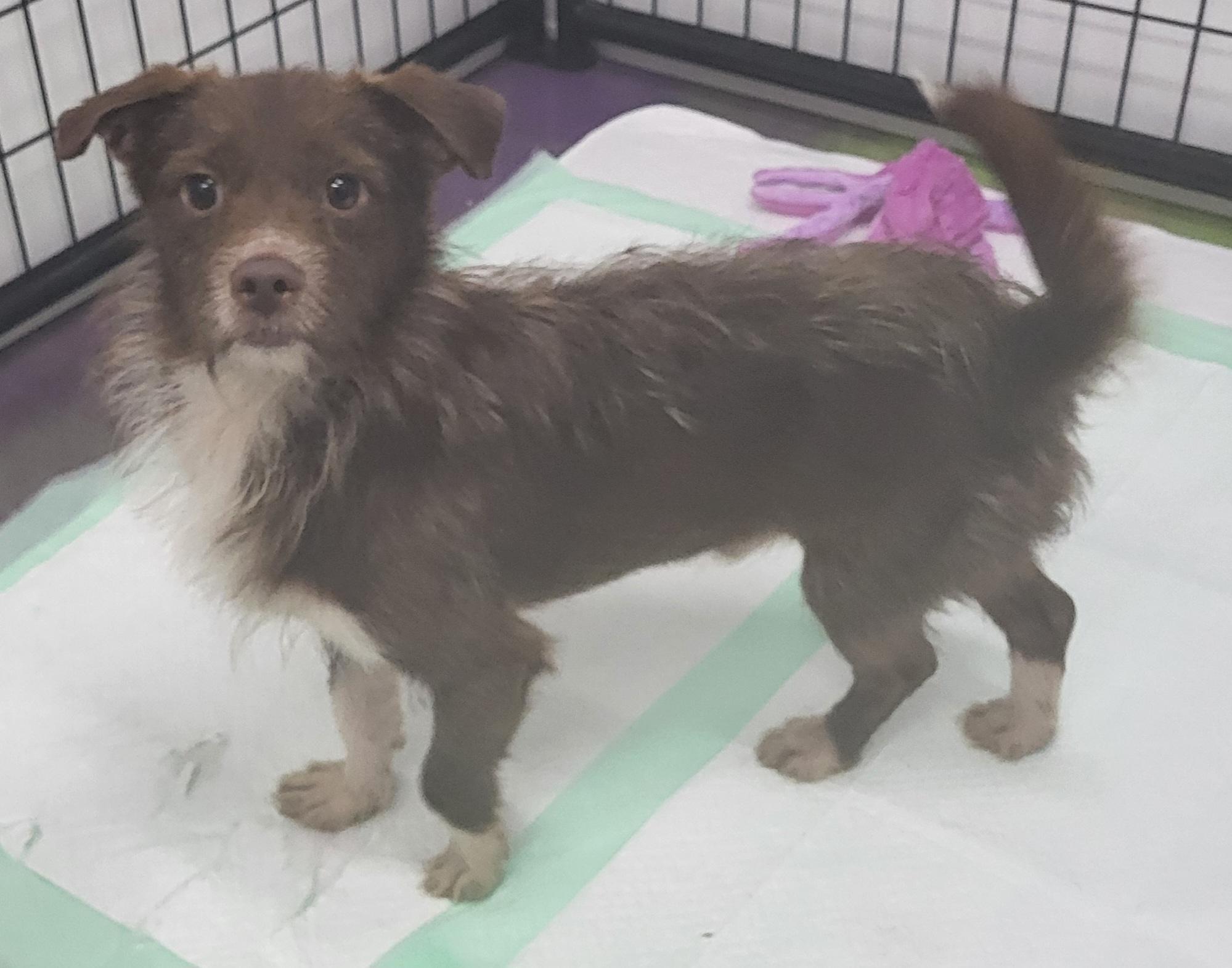 Enlarge Ridge, a Adoptable Australian Terrier in Anna, IL image 3/4