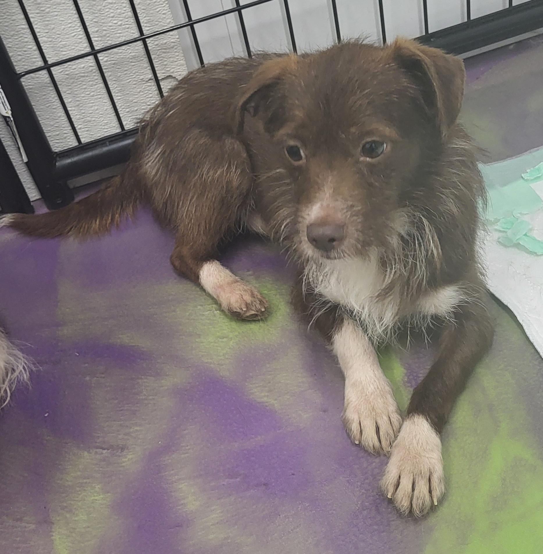 Enlarge Ridge, a Adoptable Australian Terrier in Anna, IL image 4/4