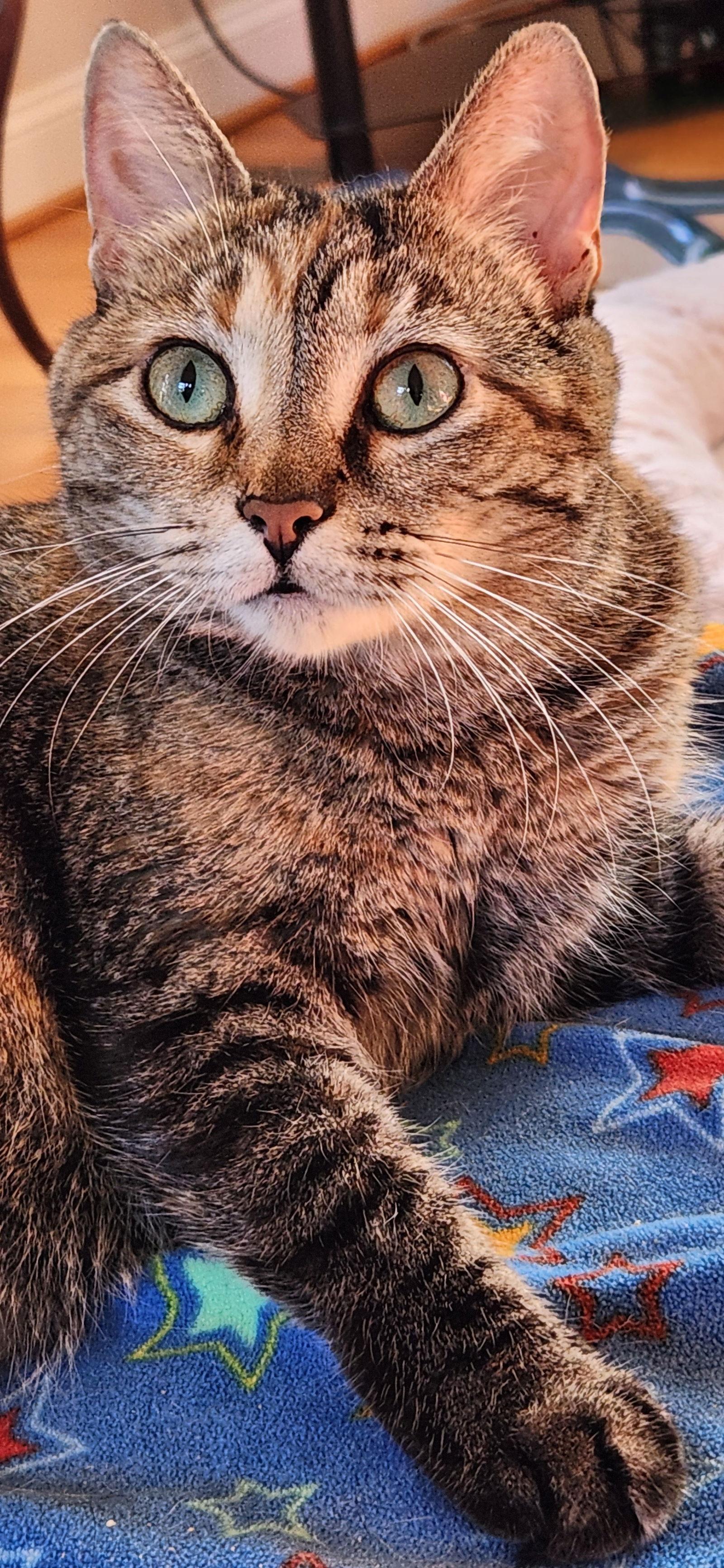 Spirit, Adoptable, Adult Female Domestic Short Hair.