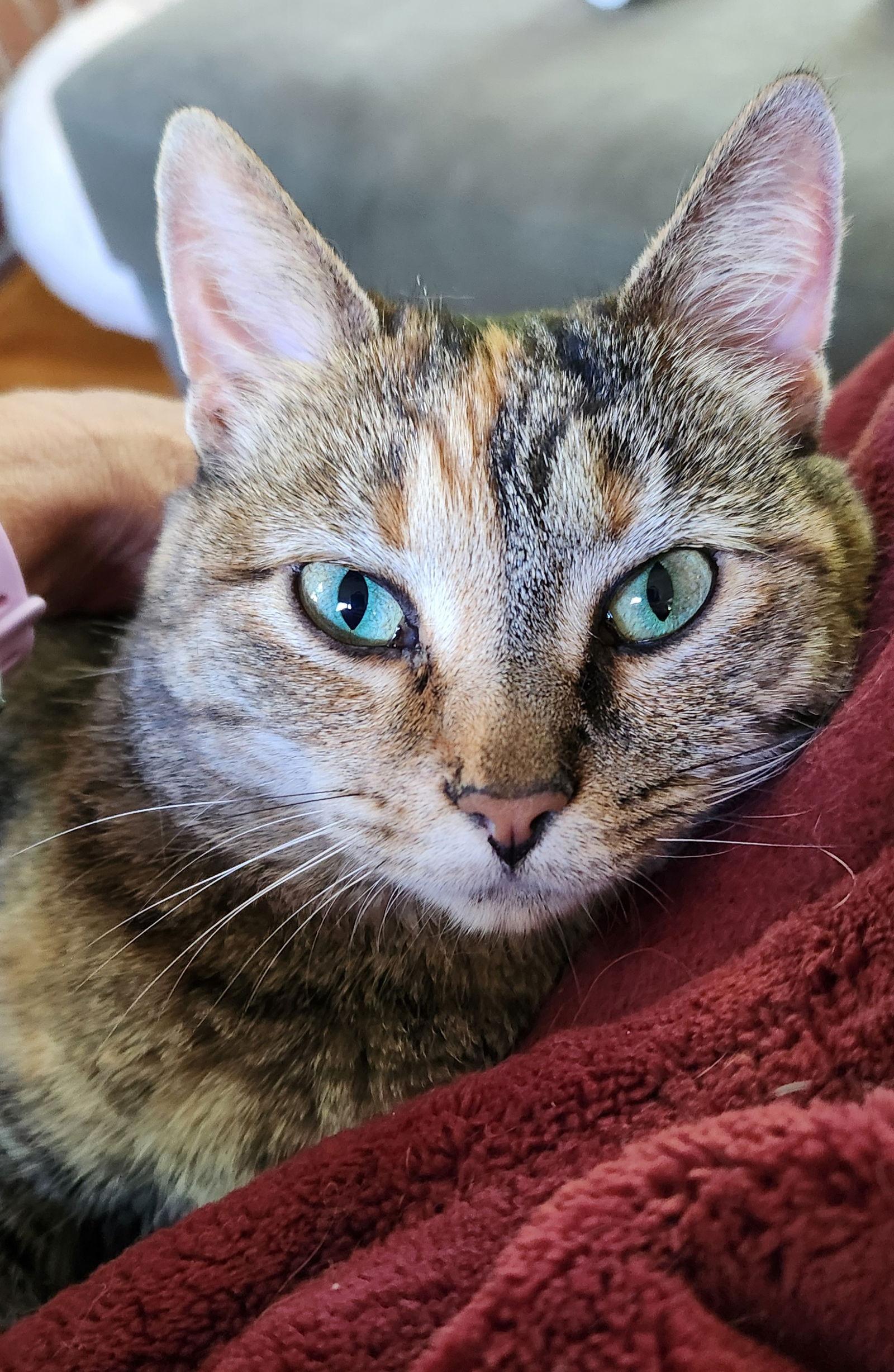 Spirit, a Adoptable Domestic Short Hair in Pittsboro, NC image 2/3