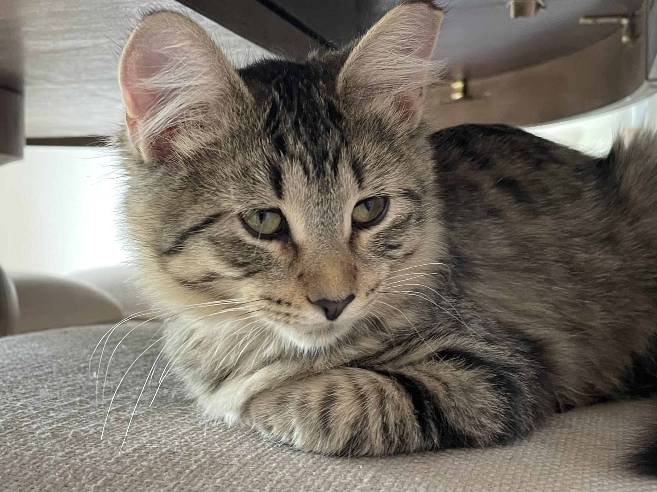 Sunshine, Adoptable, Young Female Domestic Long Hair.