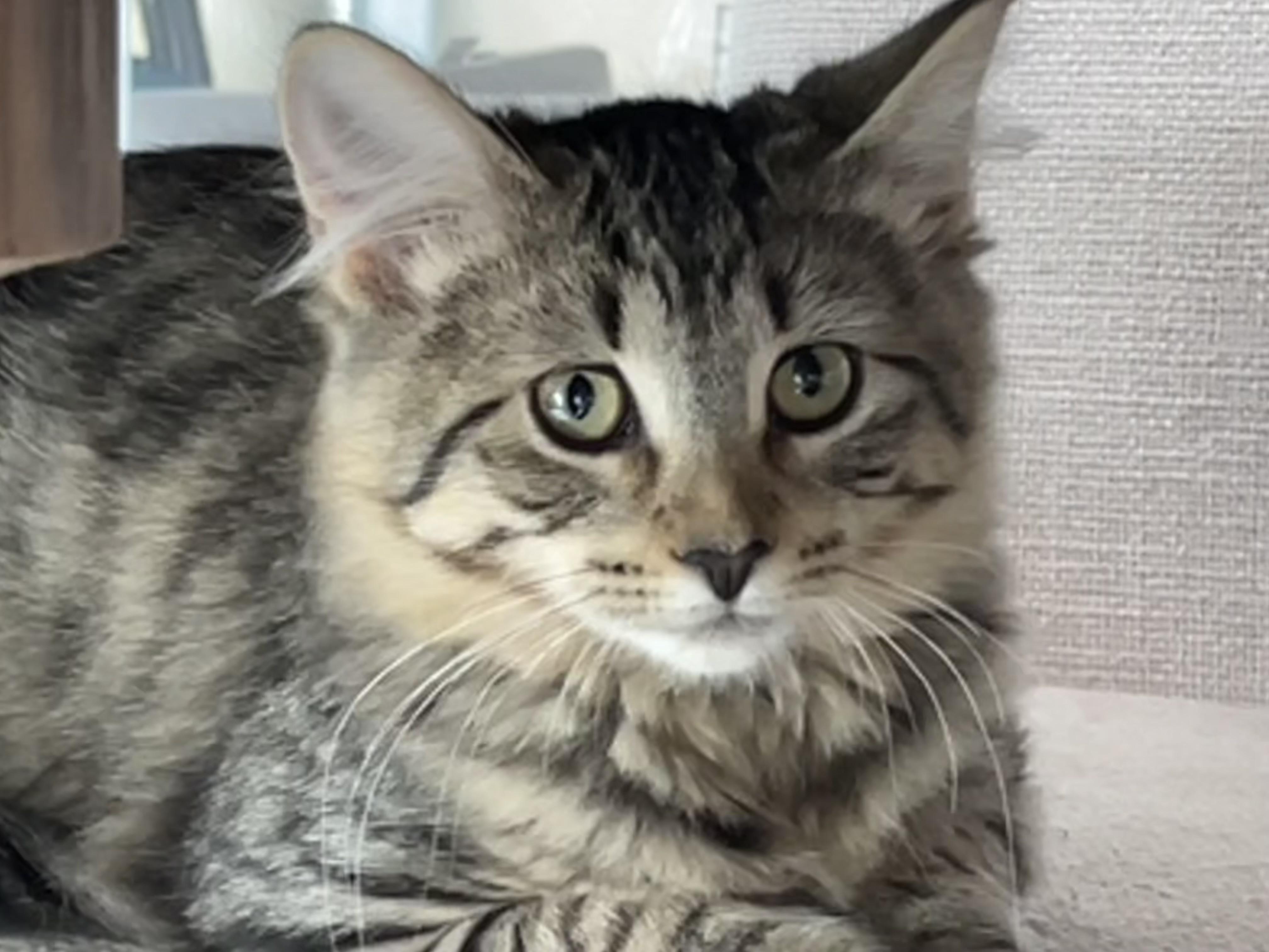 Enlarge Sunshine, a Adoptable Domestic Long Hair in Grayslake, IL image 2/2