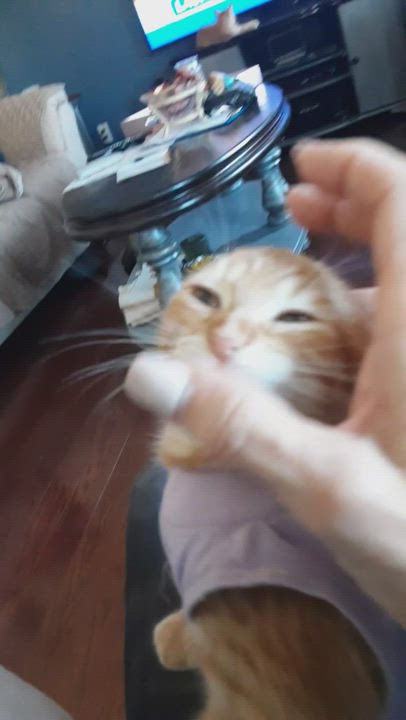 Enlarge Dahlia (F)  12 weeks old, a Adopted mixed breed in Ottawa, ON video 7/9