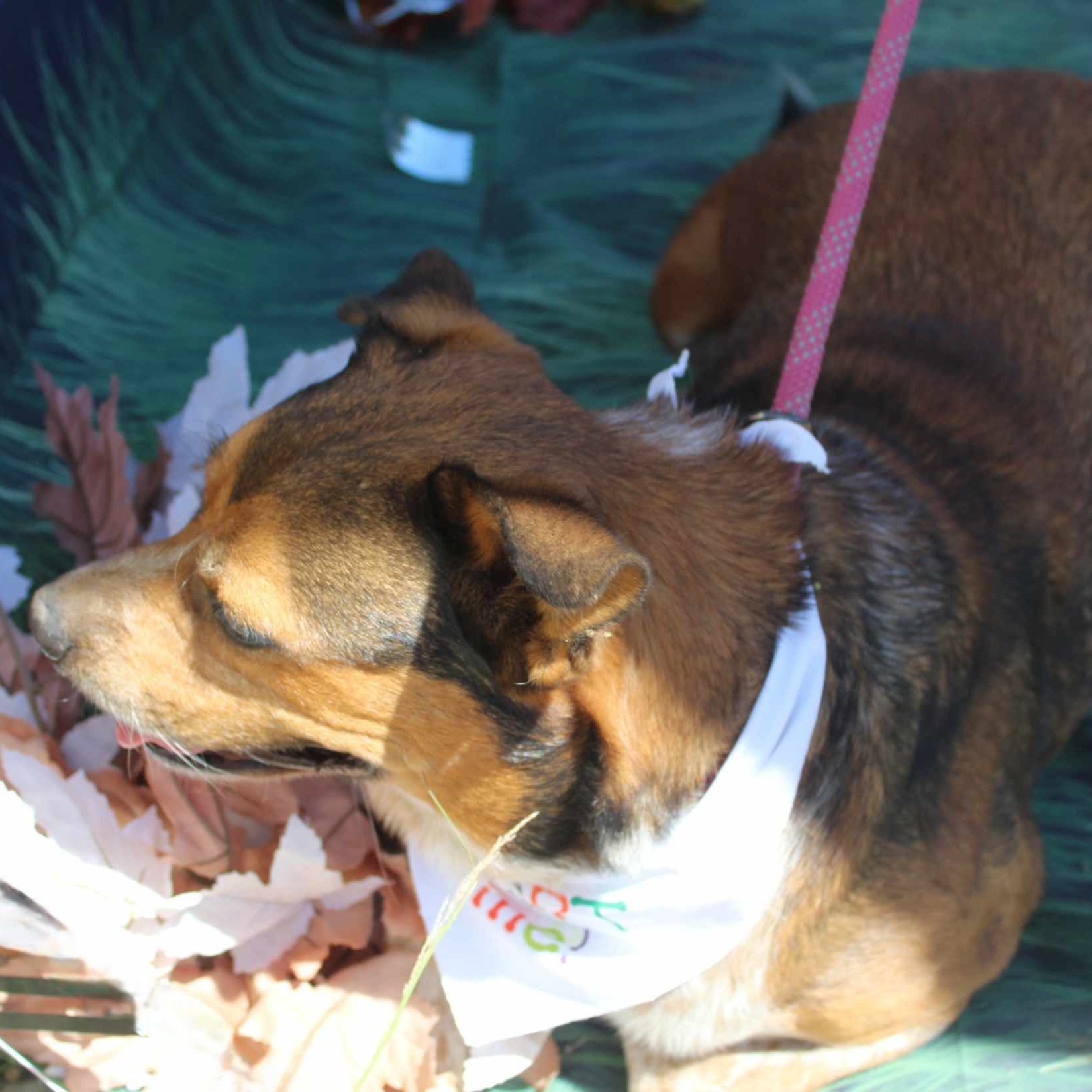 Enlarge Ranger, a Adoptable mixed breed in Kempner, TX image 4/6