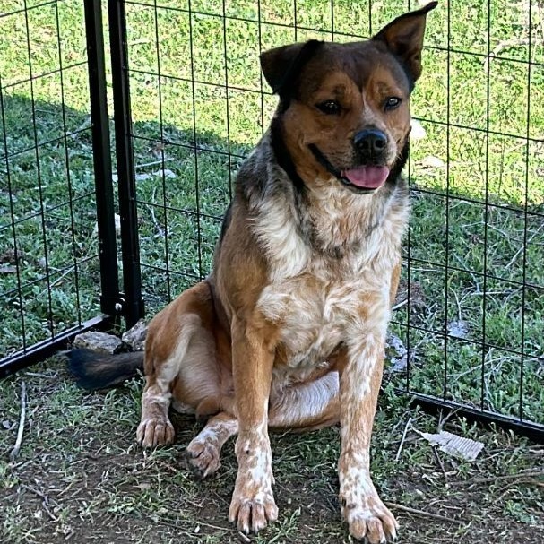 Enlarge Ranger, a Adoptable mixed breed in Kempner, TX image 2/6