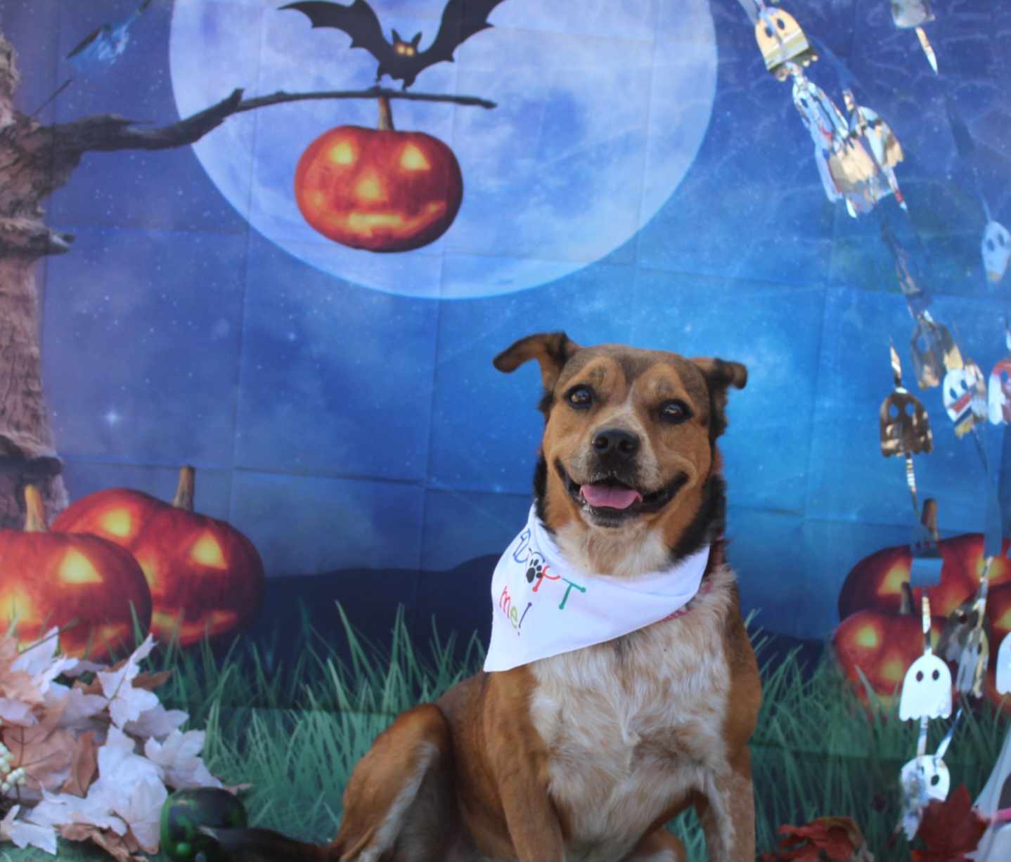 Enlarge Ranger, a Adoptable mixed breed in Kempner, TX image 6/6