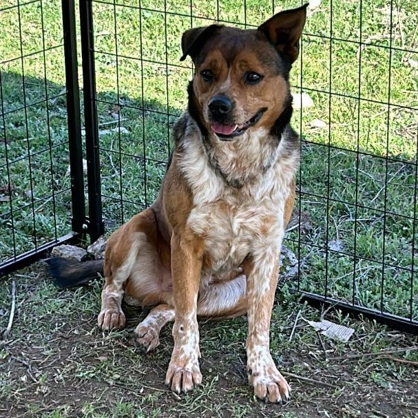 Enlarge Ranger, a Adoptable mixed breed in Kempner, TX image 3/6