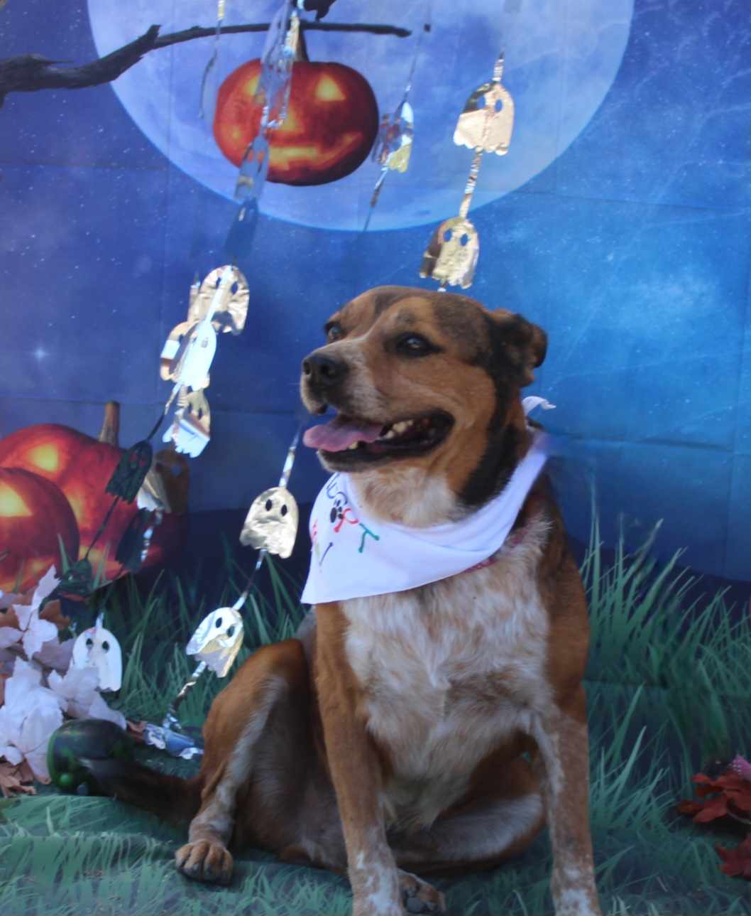 Enlarge Ranger, a Adoptable mixed breed in Kempner, TX image 1/6