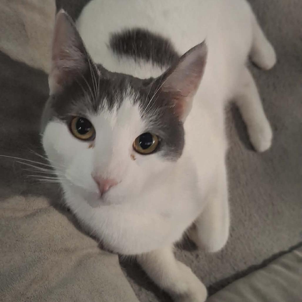 Elsa, a Adoptable Domestic Short Hair in LYLE, MN image 1/2