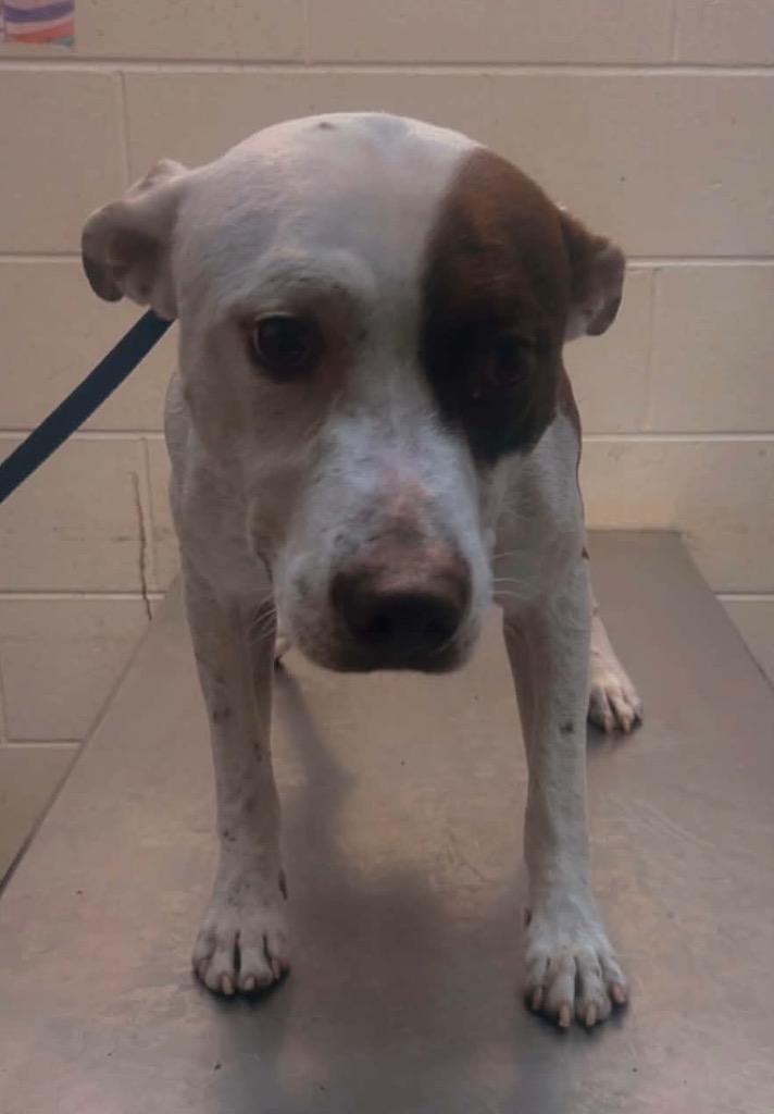 Enlarge Judd, a Adoptable mixed breed in Albany, GA image 3/3