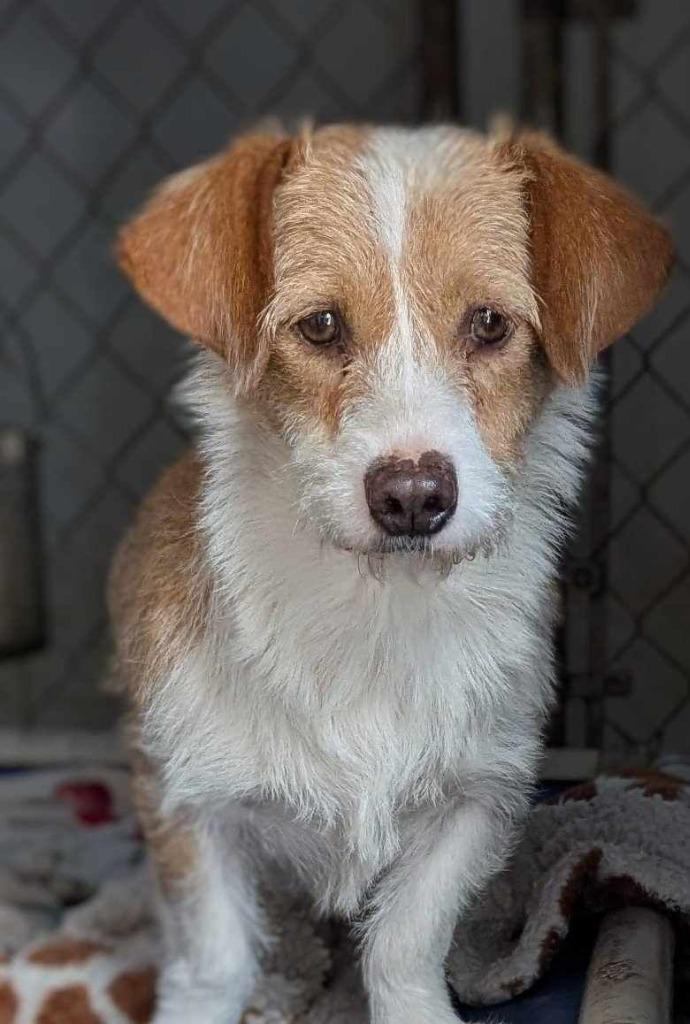 Enlarge Azalea, a Adoptable mixed breed in San Diego, CA image 1/2