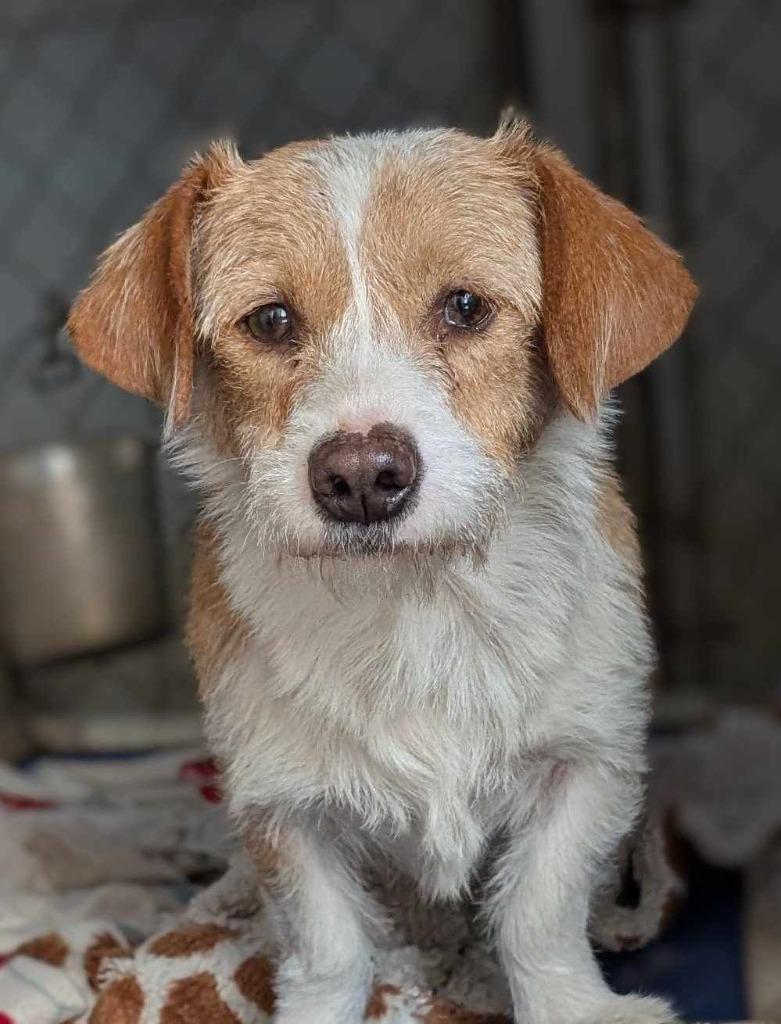 Enlarge Azalea, a Adoptable mixed breed in San Diego, CA image 2/2