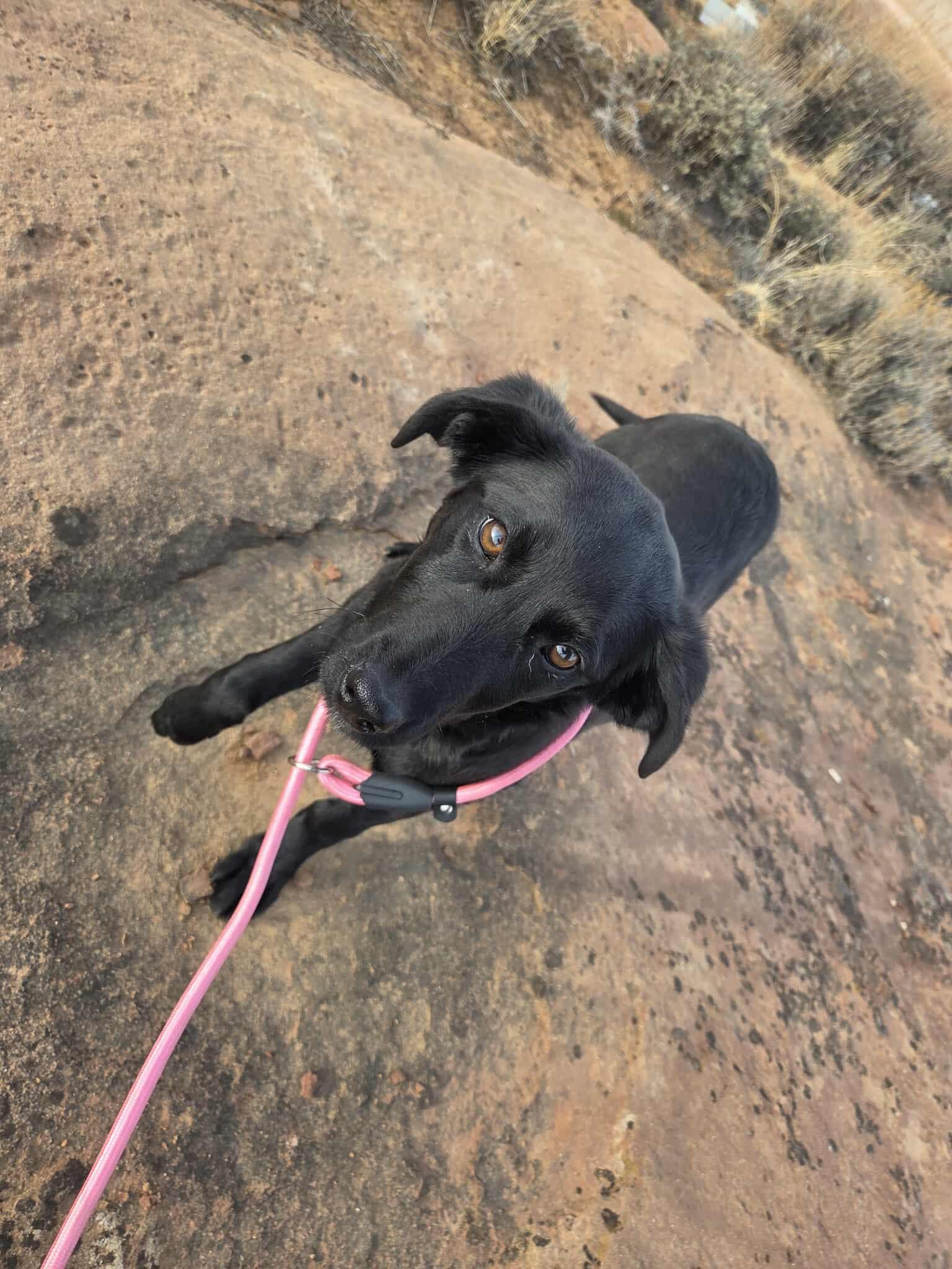 Enlarge Melina, an adopted mixed breed in Roosevelt, UT image 2/4