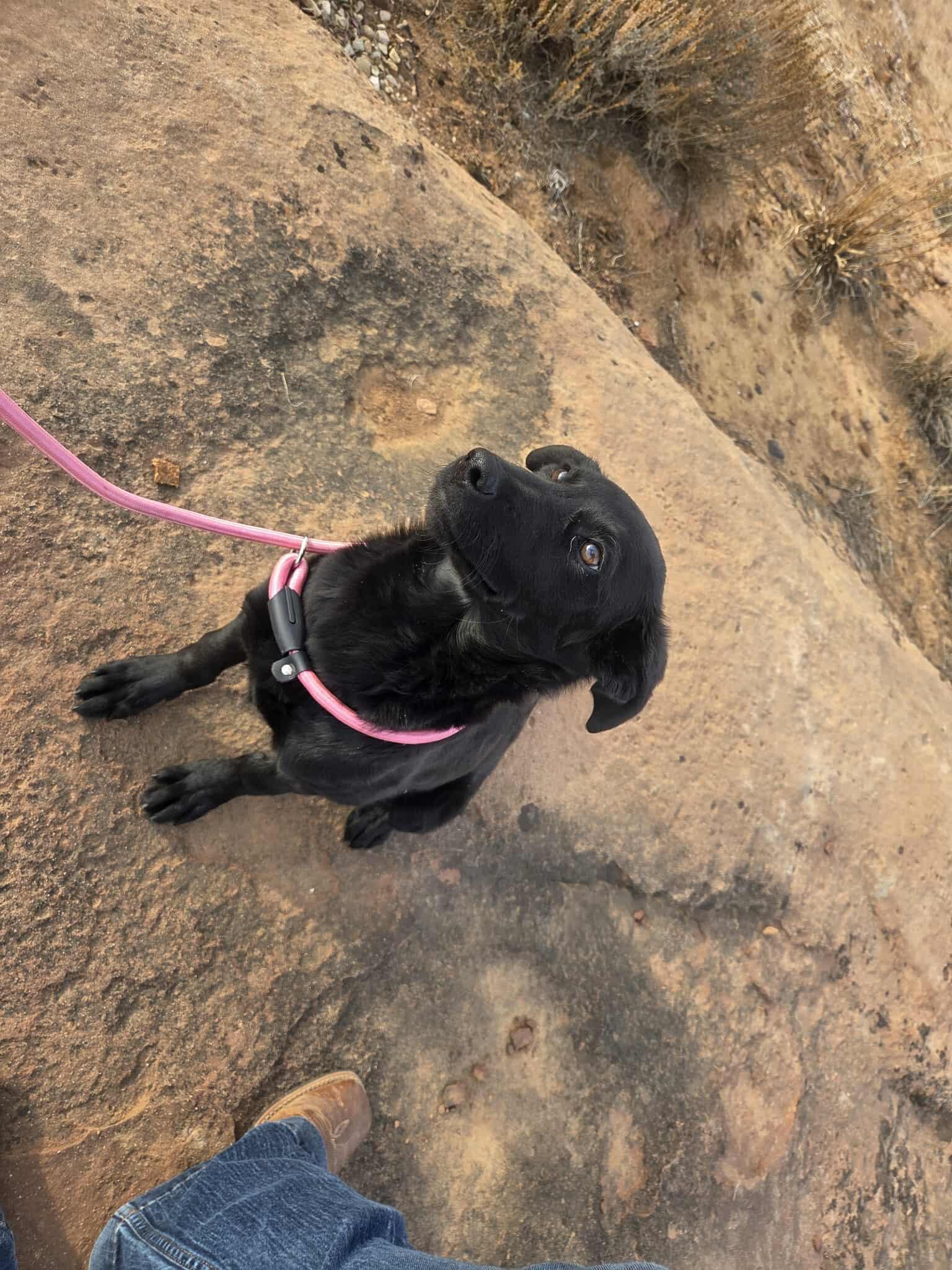 Enlarge Melina, an adopted mixed breed in Roosevelt, UT image 4/4