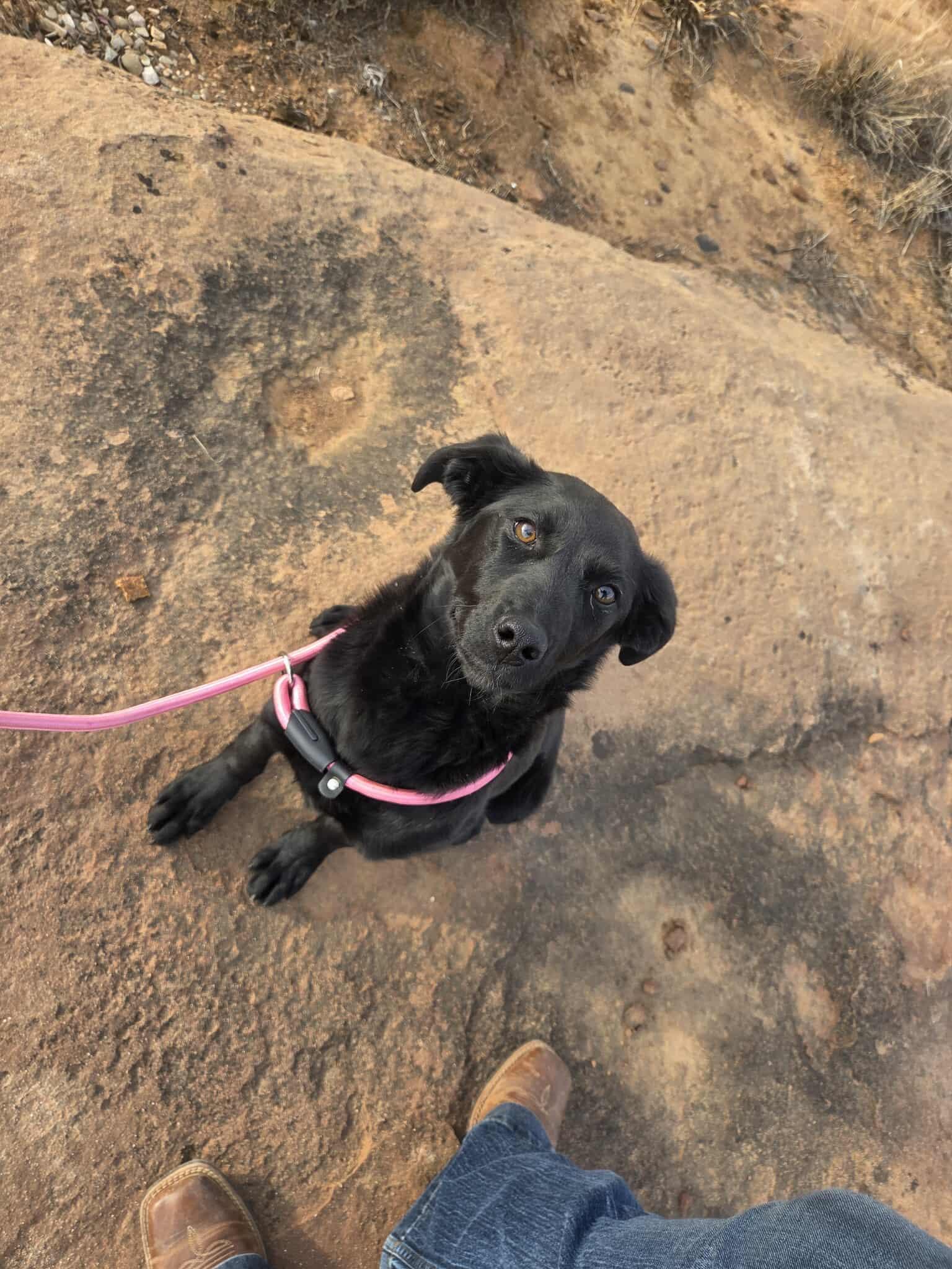 Enlarge Melina, an adopted mixed breed in Roosevelt, UT image 1/4