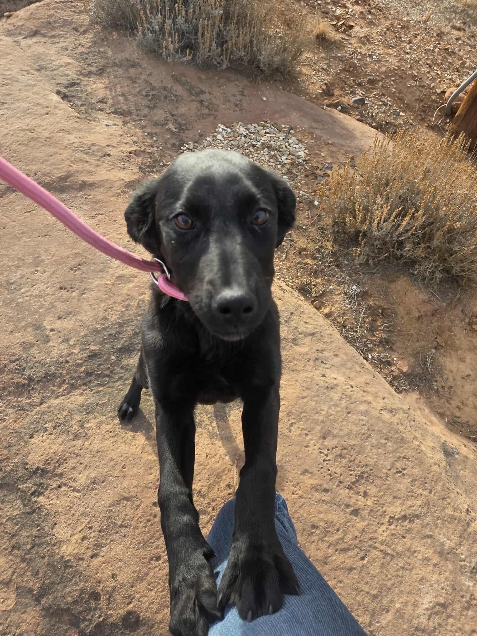 Enlarge Melina, an adopted mixed breed in Roosevelt, UT image 3/4