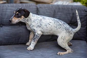 Enlarge Oriola, a ADOPTABLE mixed breed in Canterbury, CT image 6/6