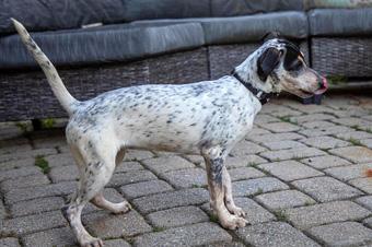 Enlarge Oriola, a ADOPTABLE mixed breed in Canterbury, CT image 5/6