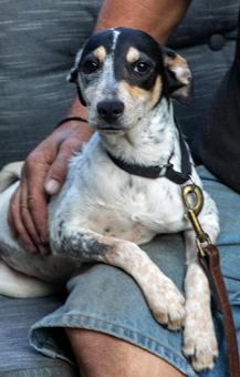 Enlarge Oriola, a ADOPTABLE mixed breed in Canterbury, CT image 2/6