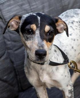 Oriola, ADOPTABLE, Puppy Female Cattle Dog & Beagle.