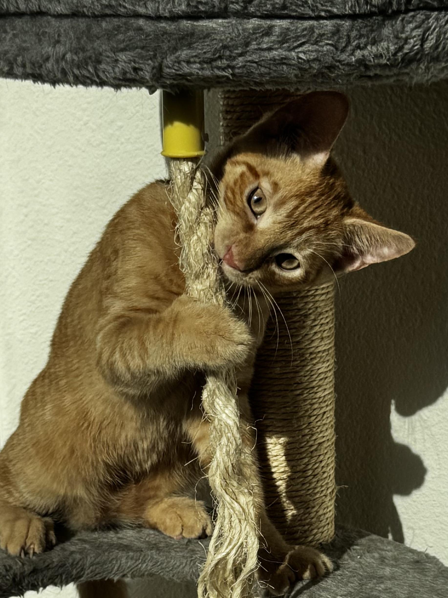 Enlarge Aragorn, a Adopted Domestic Short Hair in St Petersburg, FL image 1/6