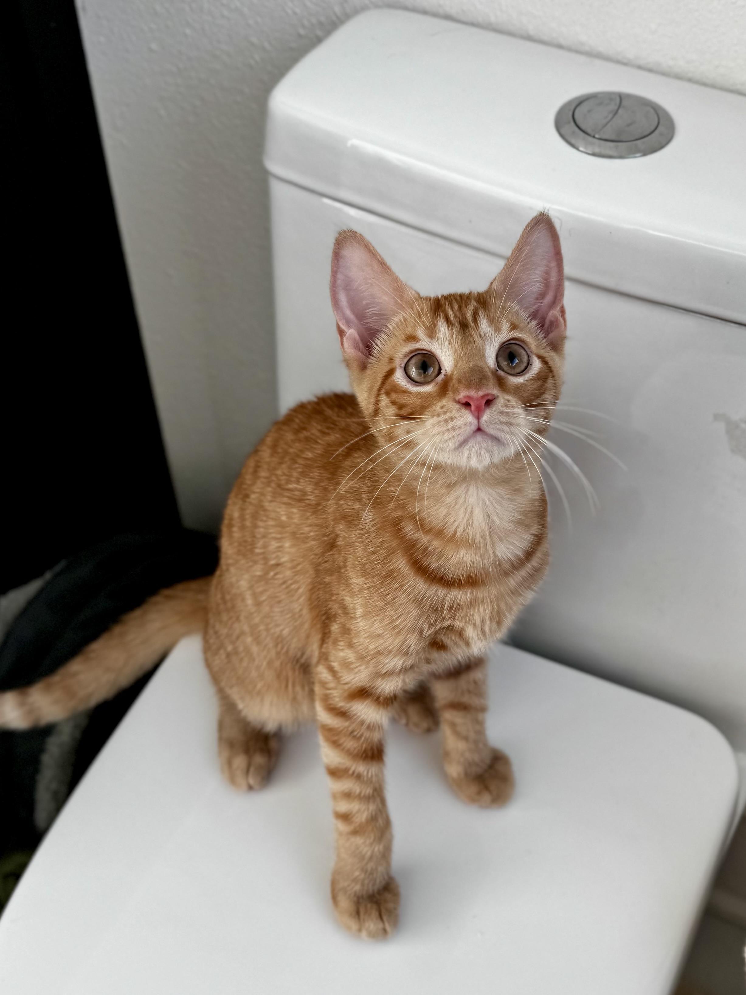 Enlarge Aragorn, a Adopted Domestic Short Hair in St Petersburg, FL image 2/6