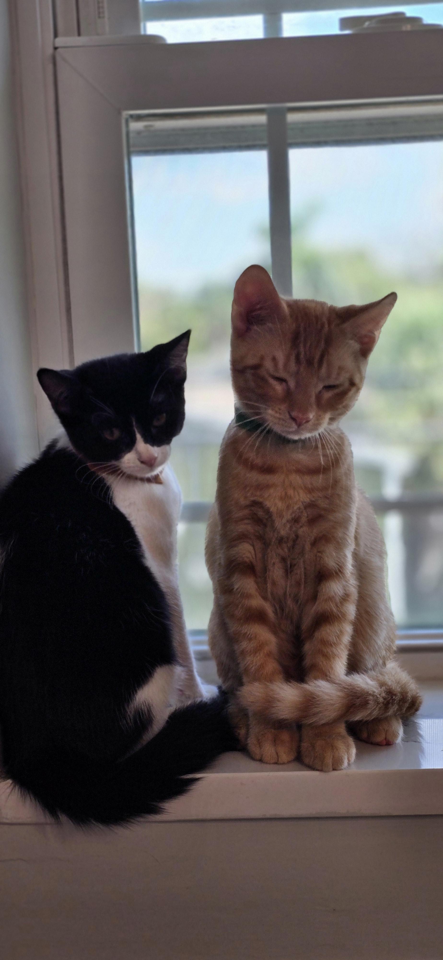 Enlarge Aragorn, a Adopted Domestic Short Hair in St Petersburg, FL image 3/6