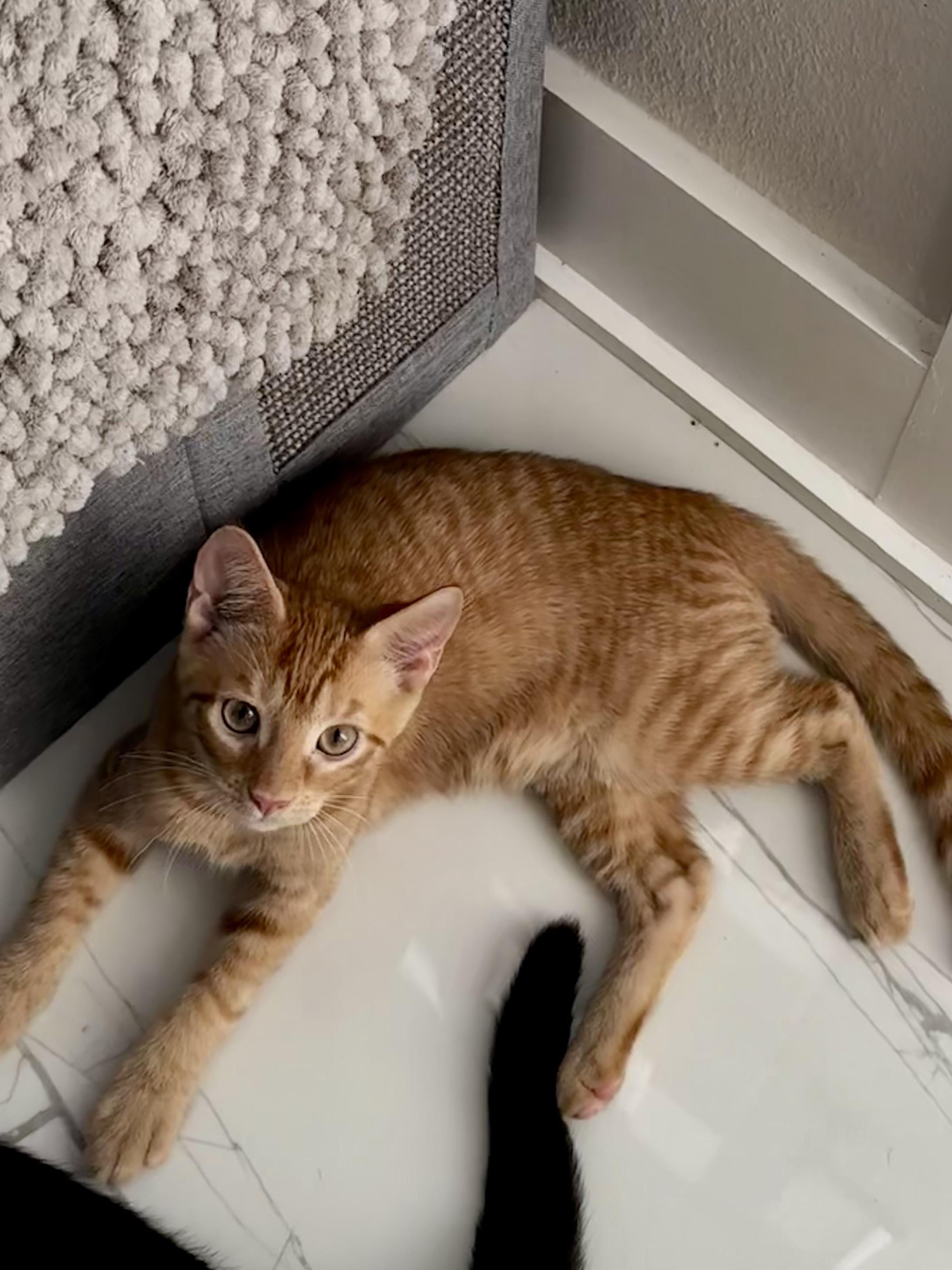 Enlarge Aragorn, a Adopted Domestic Short Hair in St Petersburg, FL image 4/6