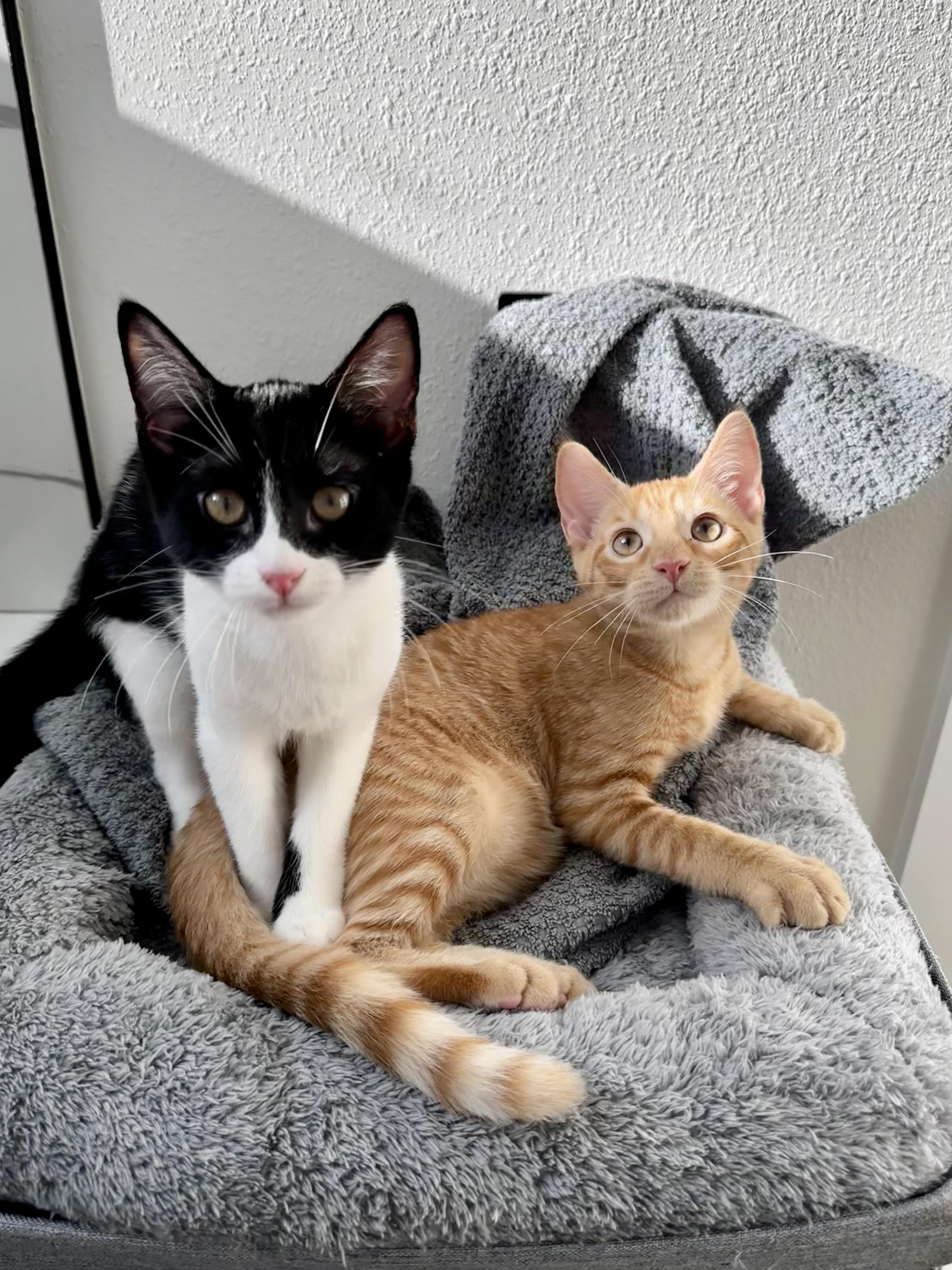Enlarge Aragorn, a Adopted Domestic Short Hair in St Petersburg, FL image 5/6