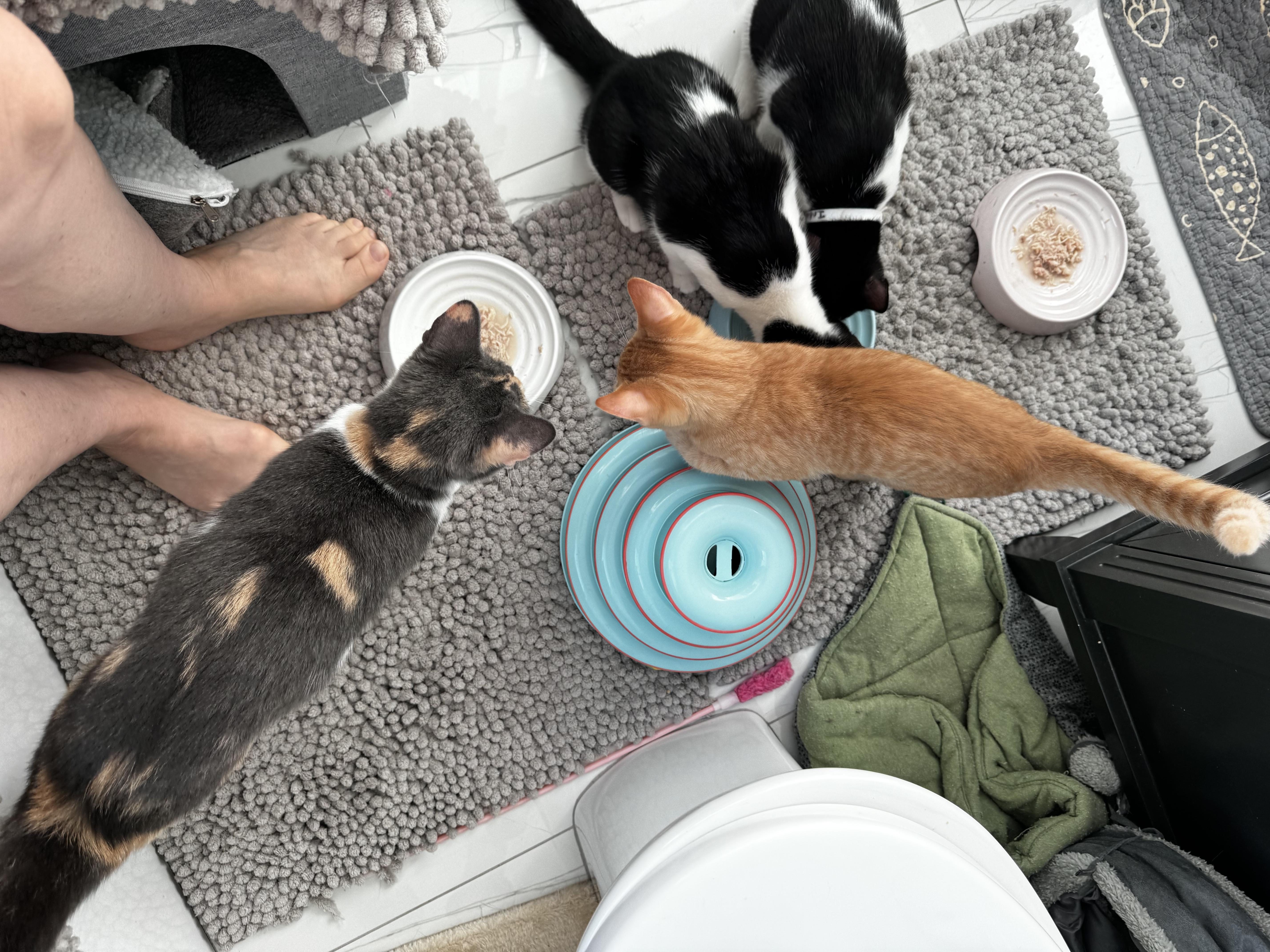 Enlarge Aragorn, a Adopted Domestic Short Hair in St Petersburg, FL image 6/6