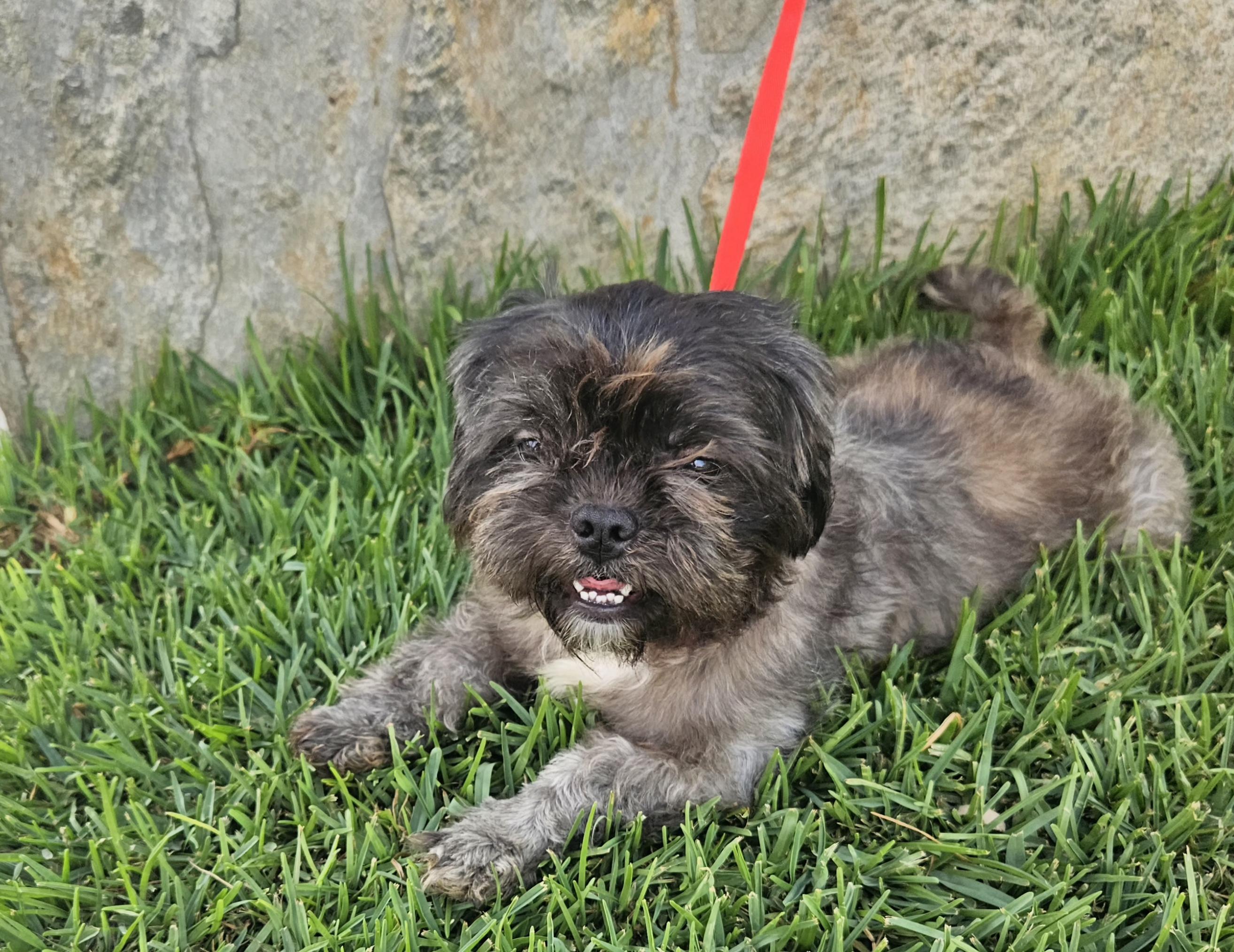 Cheche Shih Tzu Dog