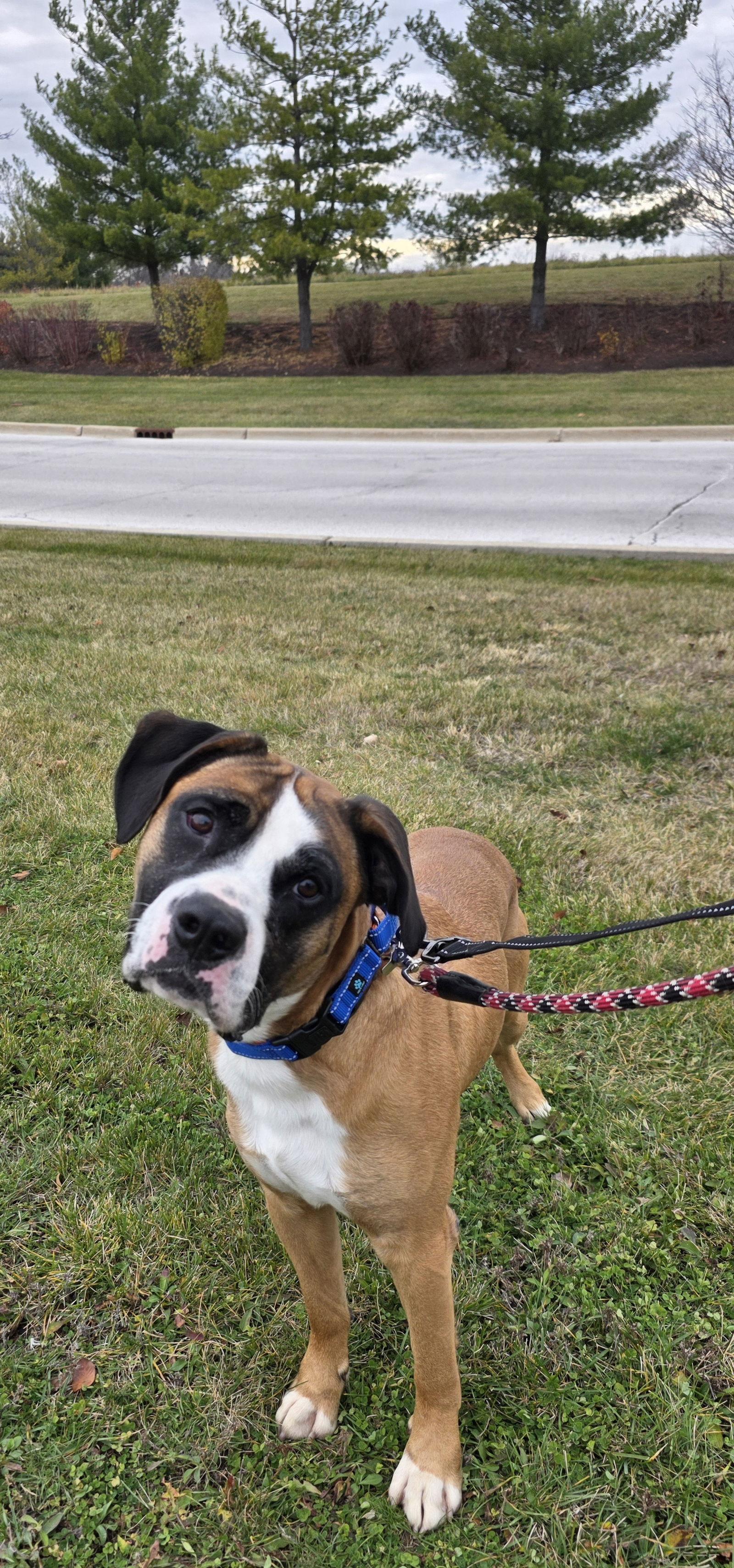 Komo, a Adoptable Boxer in Elgin, IL image 2/3