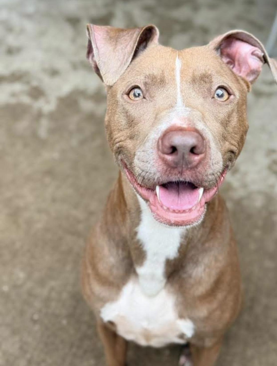 Napa, ADOPTABLE, Adult Female Pit Bull Terrier.