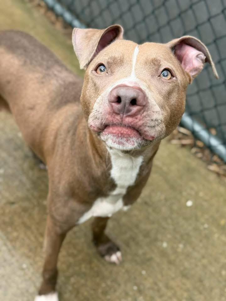 Napa, a ADOPTABLE Pit Bull Terrier in Chicago, IL image 2/5