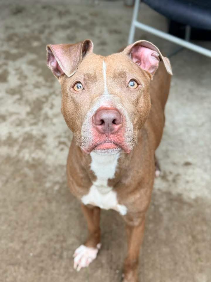 Napa, a ADOPTABLE Pit Bull Terrier in Chicago, IL image 3/5