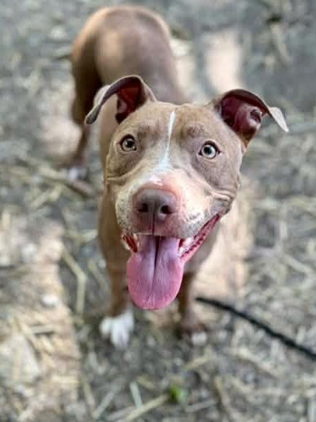 Napa, a ADOPTABLE Pit Bull Terrier in Chicago, IL image 4/5