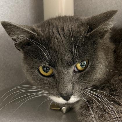 Enlarge Grey Goose, a ADOPTABLE mixed breed in Lansing, MI image 2/2
