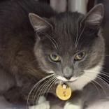 Grey Goose, ADOPTABLE, Adult Female Domestic Short Hair.