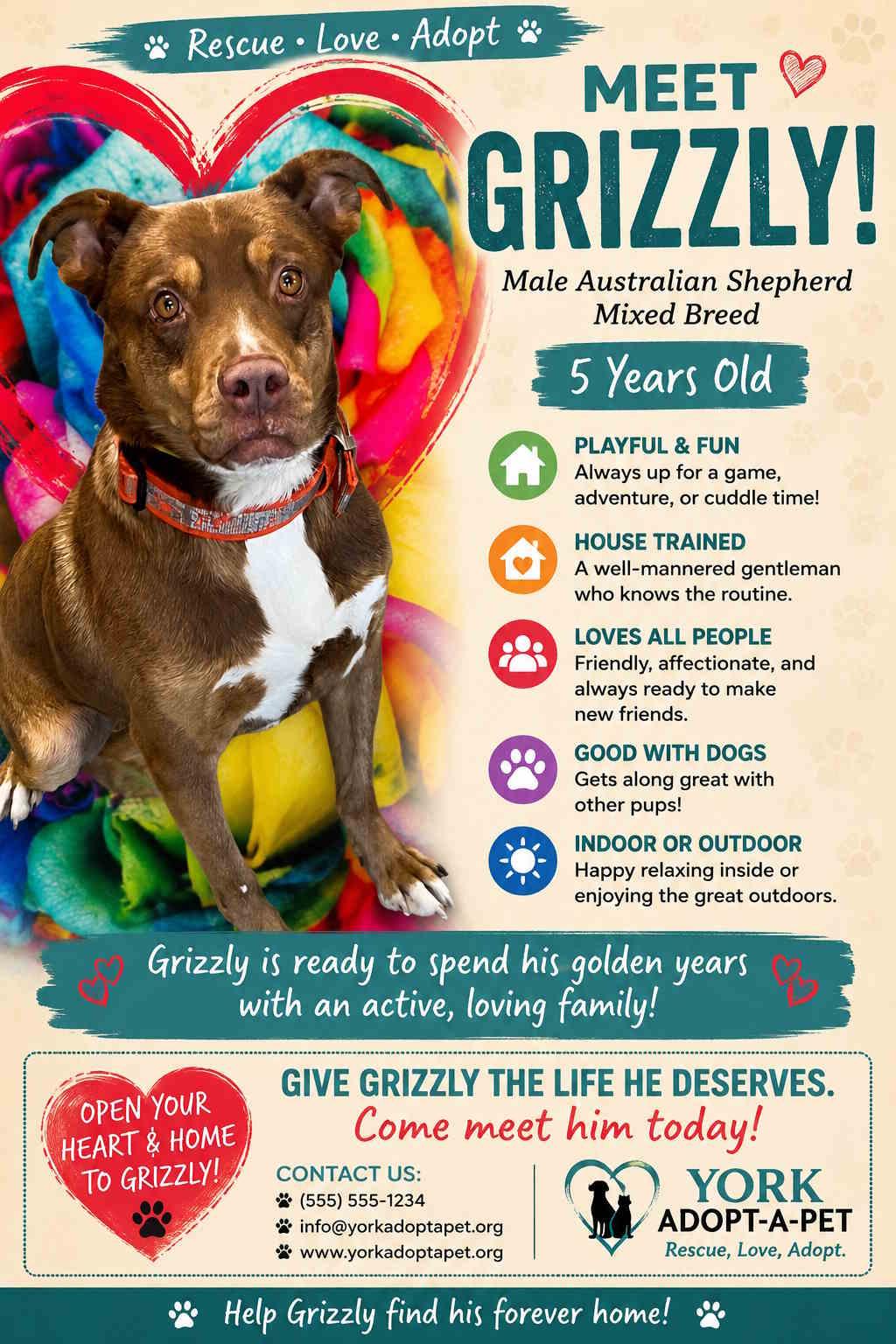 Grizzly, Adoptable, Adult Male Australian Shepherd & Labrador Retriever.