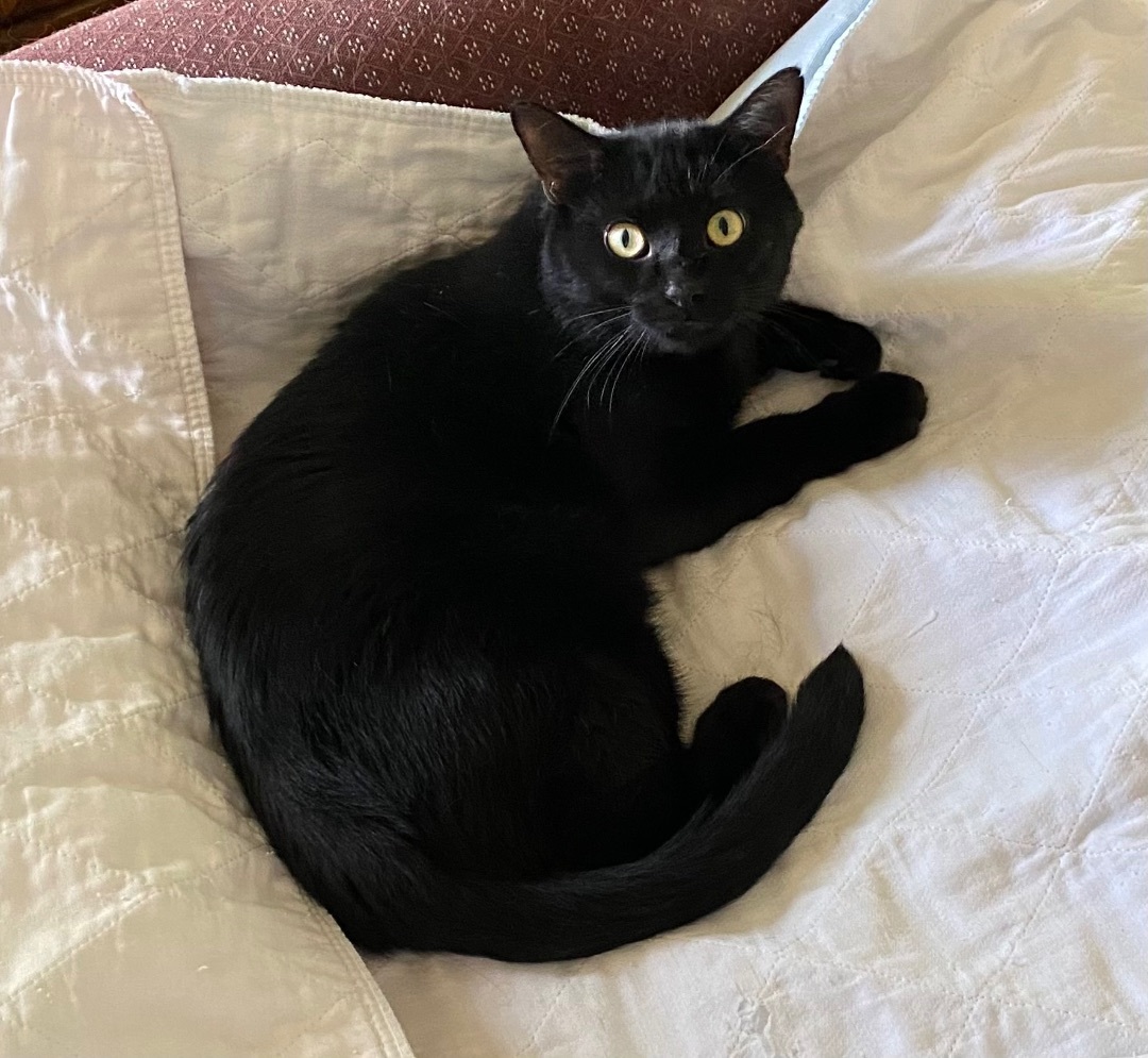 Mickey , a Adoptable Domestic Short Hair in Goshen, IN image 1/7