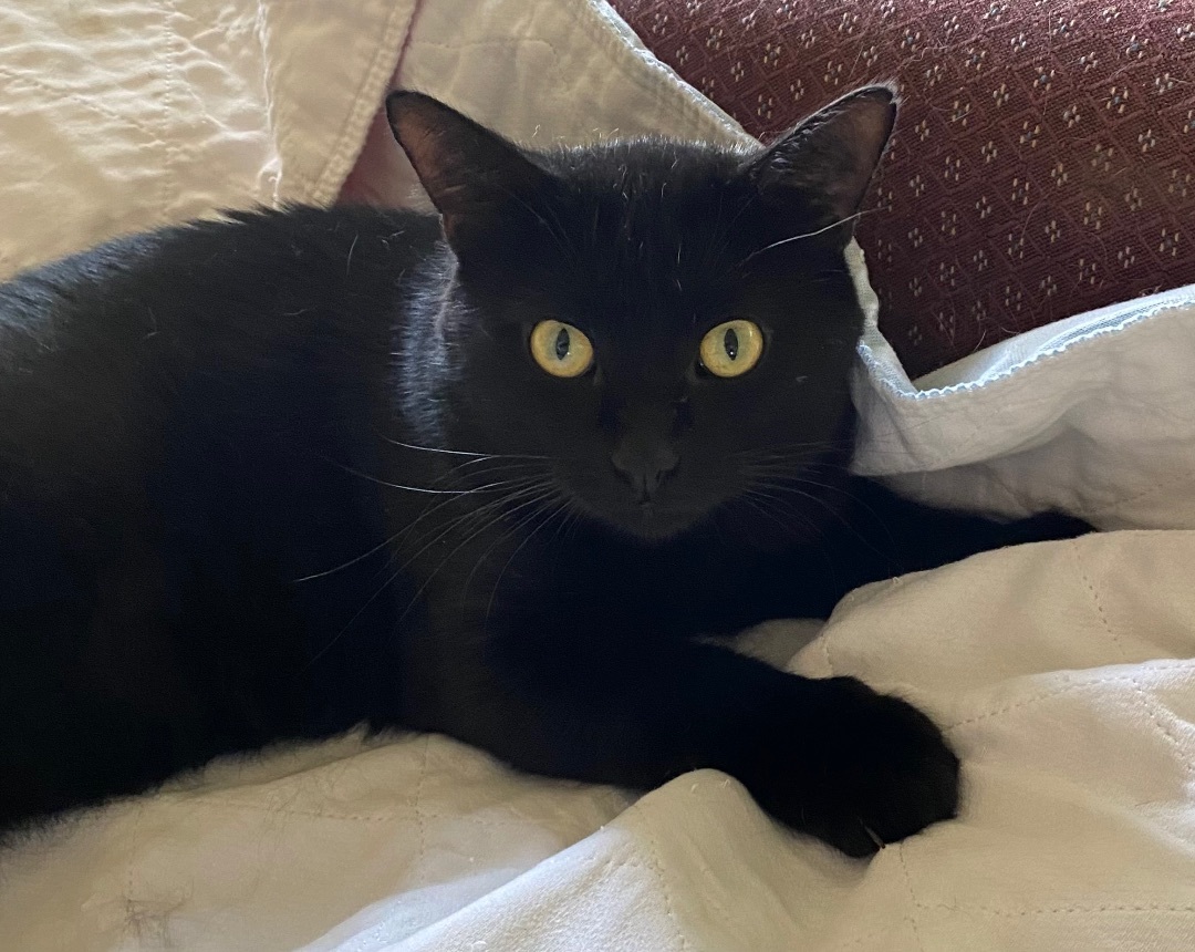 Mickey , a Adoptable Domestic Short Hair in Goshen, IN image 2/7