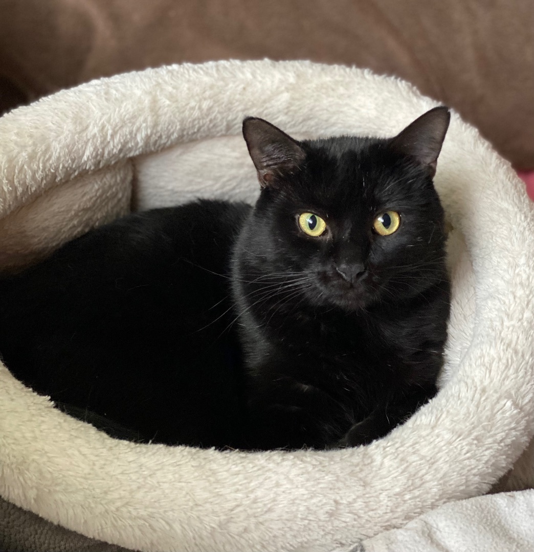 Mickey , a Adoptable Domestic Short Hair in Goshen, IN image 3/7