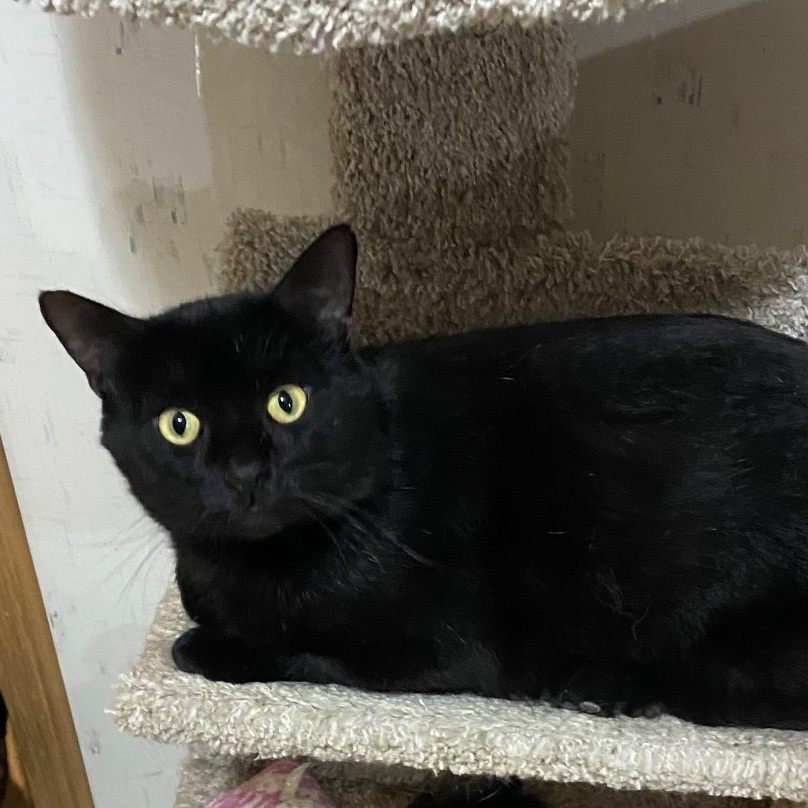 Mickey , a Adoptable Domestic Short Hair in Goshen, IN image 4/7