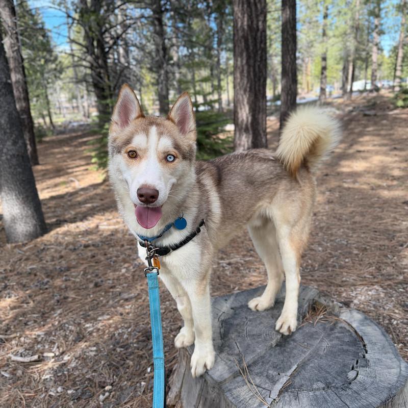 Enlarge Victor, an adoptable Mixed Breed in Truckee, CA image 2/4