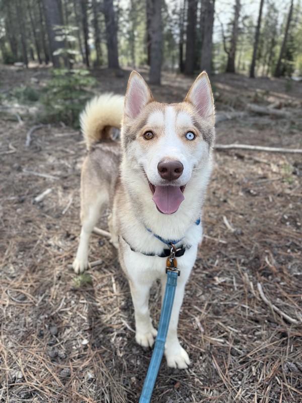 Enlarge Victor, an adoptable Mixed Breed in Truckee, CA image 4/4