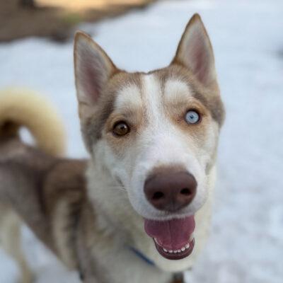 Enlarge Victor, an adoptable Mixed Breed in Truckee, CA image 3/4