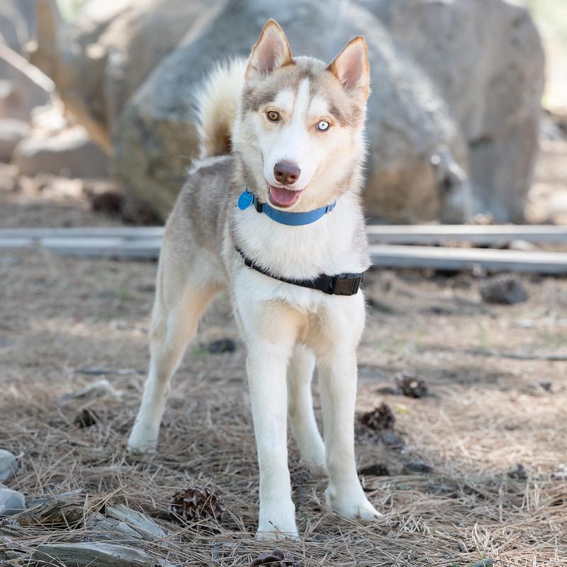 Enlarge Victor, an adoptable Mixed Breed in Truckee, CA image 1/4